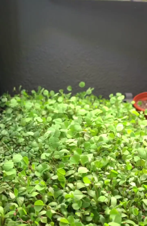 alfalfa - fresh plant material for FPJ