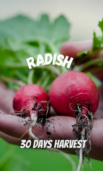 radish 30 days harvest IG reel link