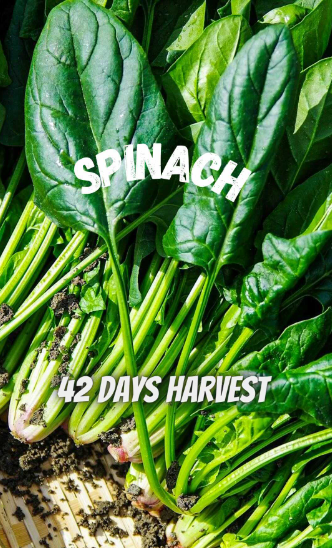 spinach 42 days harvest IG reel link