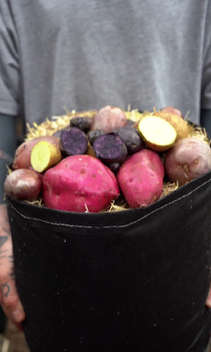 Different variety of potatoes in a container