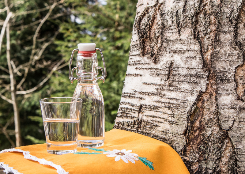 Sustainable Sipping: How to Collect Birch Water for an Eco-Friendly Drink