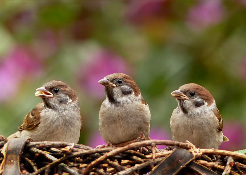 Creating Your Own 100% Plant-Based Bird Food: A Simple Guide