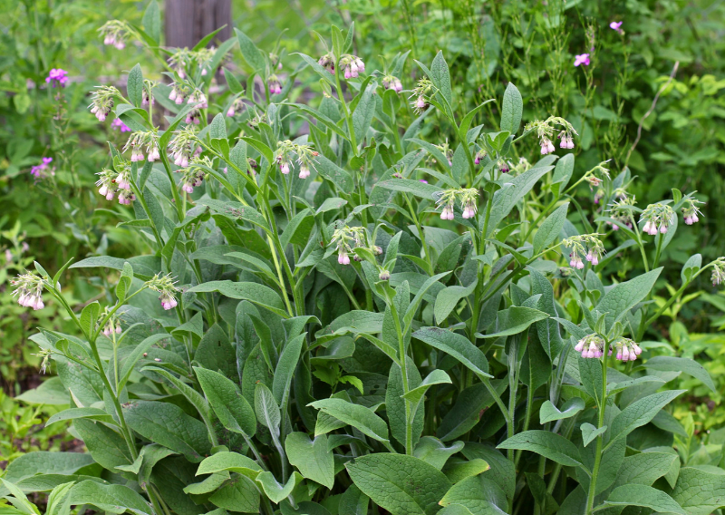 How To Make Comfrey Fermented Plant Juice At Home (Follow These Simple Steps!)