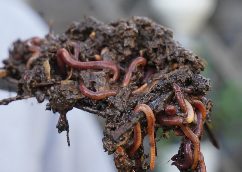 Boost Flowers and Veggies Naturally: Make Your Own Compost Tea