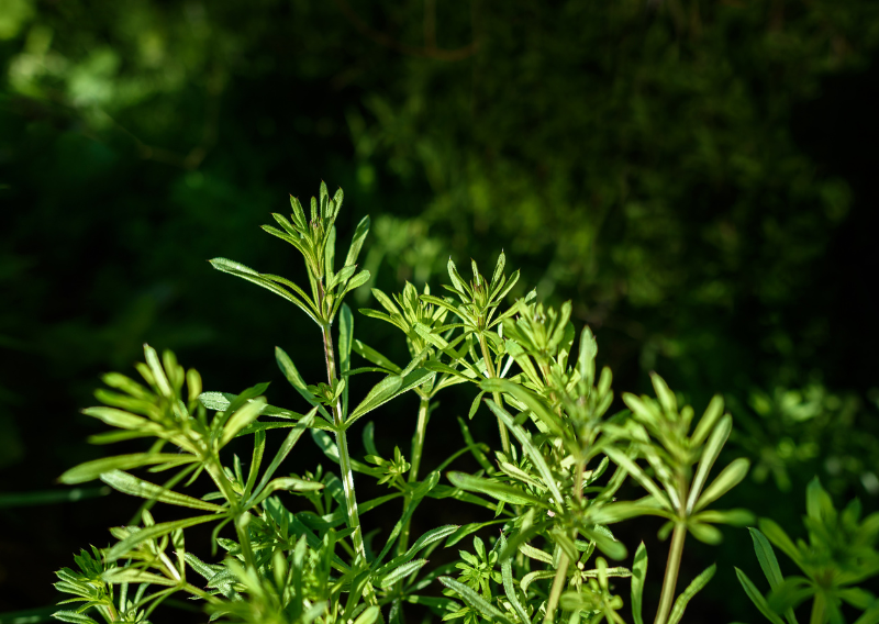 Free Medicine in Your Backyard: 3 Wild, Edible Weeds with Healing Power