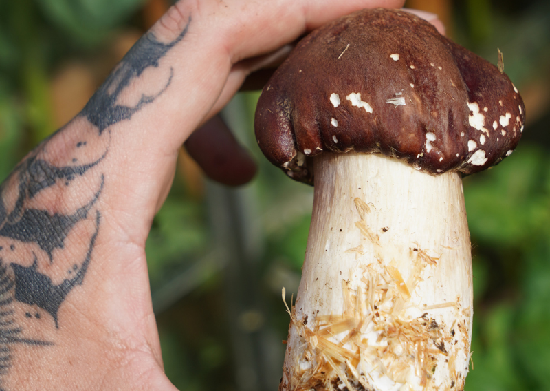 How to Grow Mushrooms in Your Garden: Simple and Effective Methods