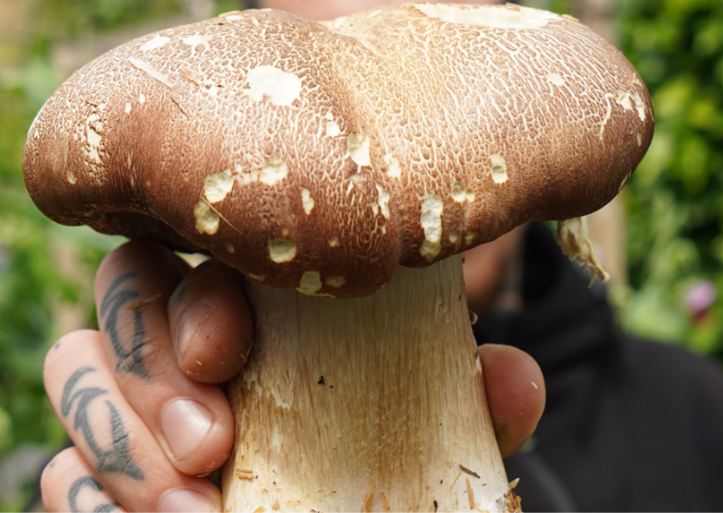 How To Preserve Mushrooms: 3 Easy Ways You Can Try At Home