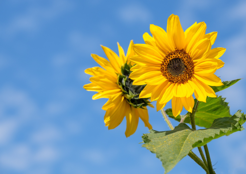 Zero-Waste Sunflowers: How to Plant and Enjoy Every Part of This Beautiful Flower