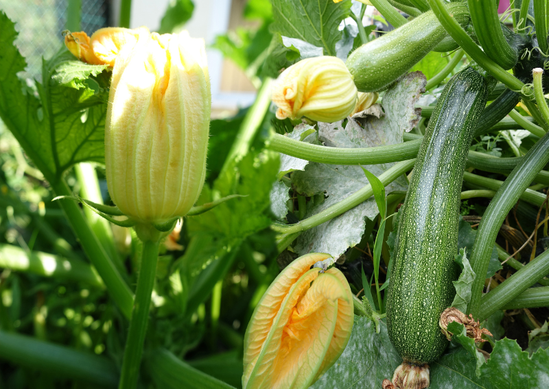 3 Easy Veggies to Grow in Your Garden: Courgettes, Tomatoes, and Potatoes