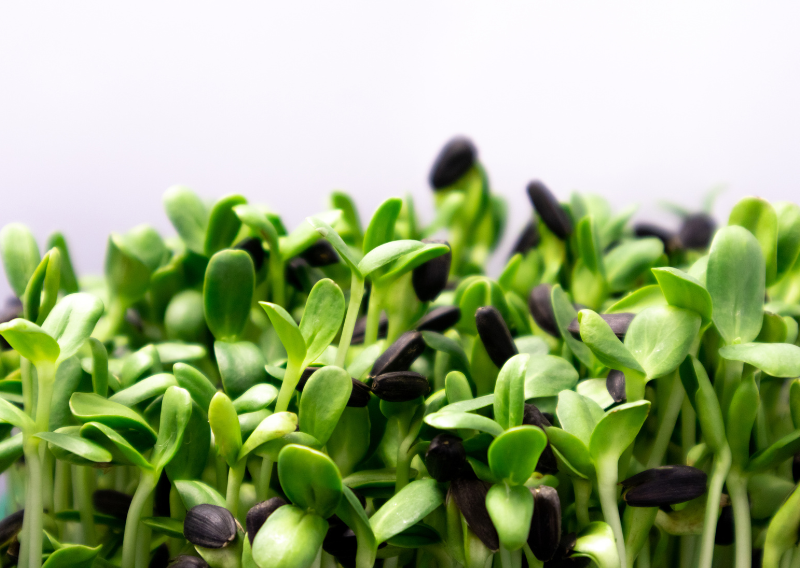 Level Up Your Salads & More! How to Grow Microgreens Indoors All Year Round