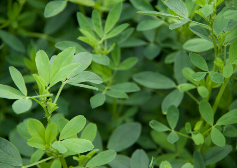 Increase Your Garden Growth: The Secret Weapon of Korean Natural Farming (FPJ)