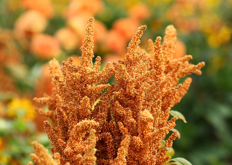 How To Make Homemade Porridge Using Amaranth Flower From Your Garden