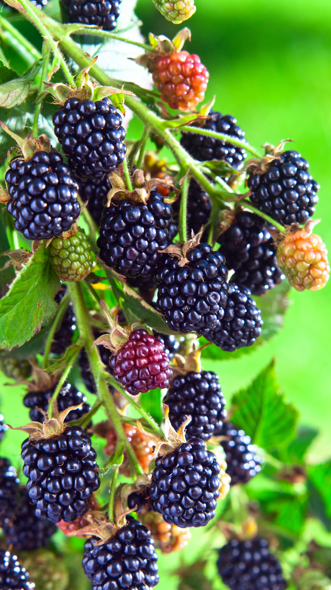 blackberries (1)