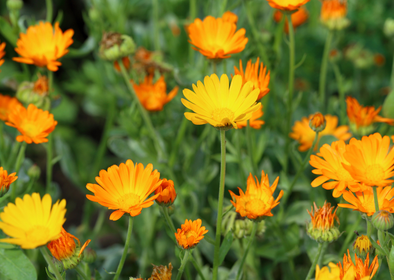 Make Your Own Homemade Calendula Salve: Easy To Follow Steps!