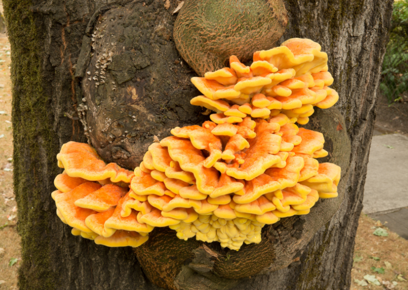 Chicken of the Woods: Easy, Delicious Recipe for Flavorful Meals