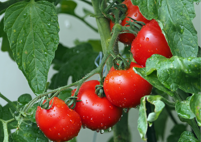 Clone Tomato Plants: An Easy Guide for Aspiring Gardeners