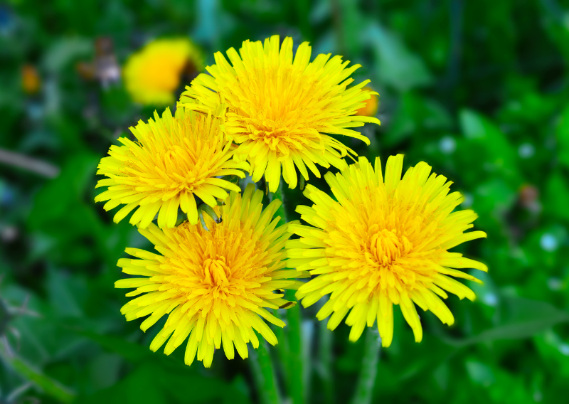 How to Make Plant-based Honey from Dandelions: A Sweet and Healthy Recipe