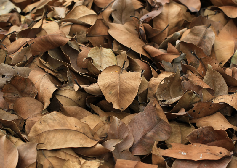 Unearthing Nature’s Secret: The Magic of Leaf Mold for Your Garden