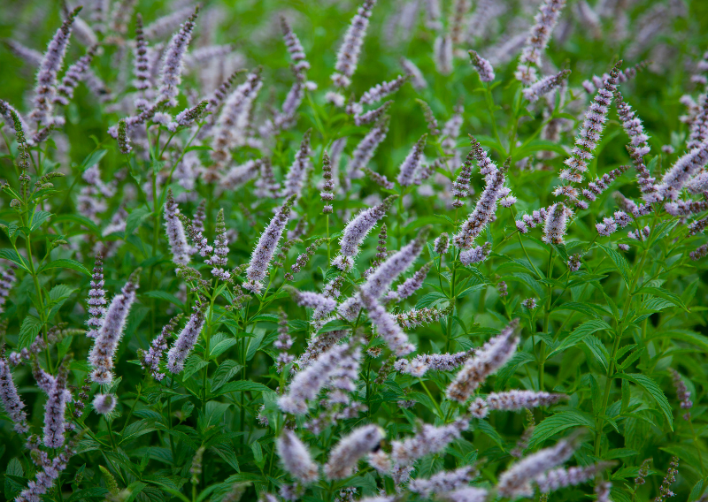 Level Up Your Dishes: Year-Round Herb and Flower Bombs (Fun & Easy!)