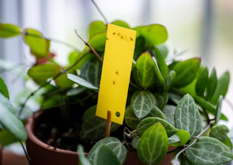 Get Rid of Fungus Gnats: Simple & Effective Control Methods