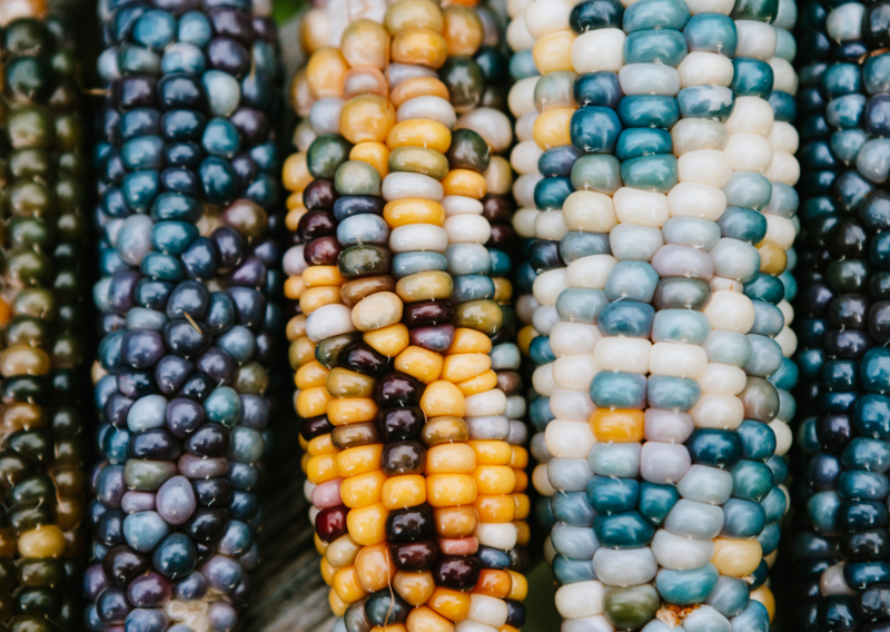 How To Make Your Own Homemade Tortillas Using Masa Dough From Glass Gem Corn (Simple and Easy Steps!)
