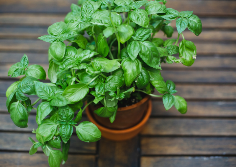 8 Simple Steps To Clone Herbs At Home
