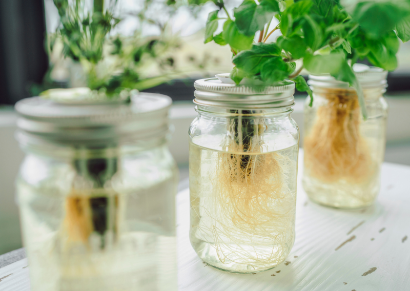 Easy Kratky Method: Grow Happy Plants Without Soil at Home