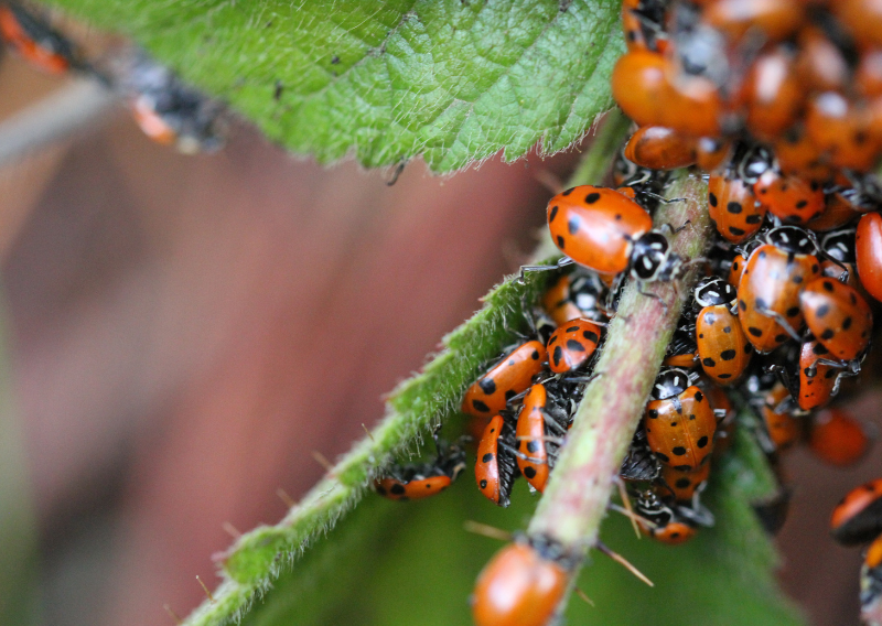 Keep Your Plants Safe: How To Use Ladybugs As A Pest Control