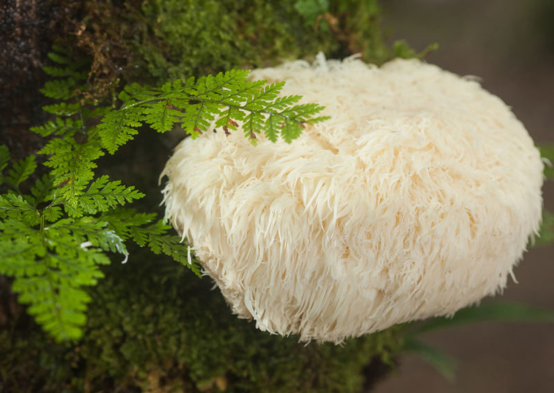 Benefits of Lion’s Mane Mushrooms: A Gardener’s Guide to a Better Brain Health