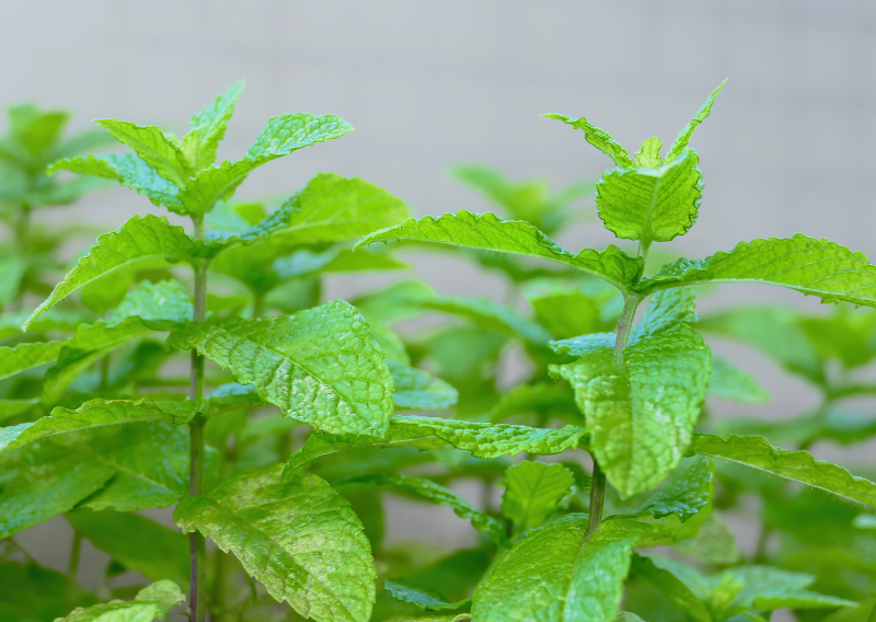 How to Grow and Care for Mint: Tips and Varieties