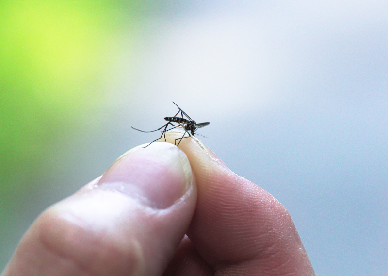 DIY All-Natural Mosquito Repellent: Effective and Easy to Make