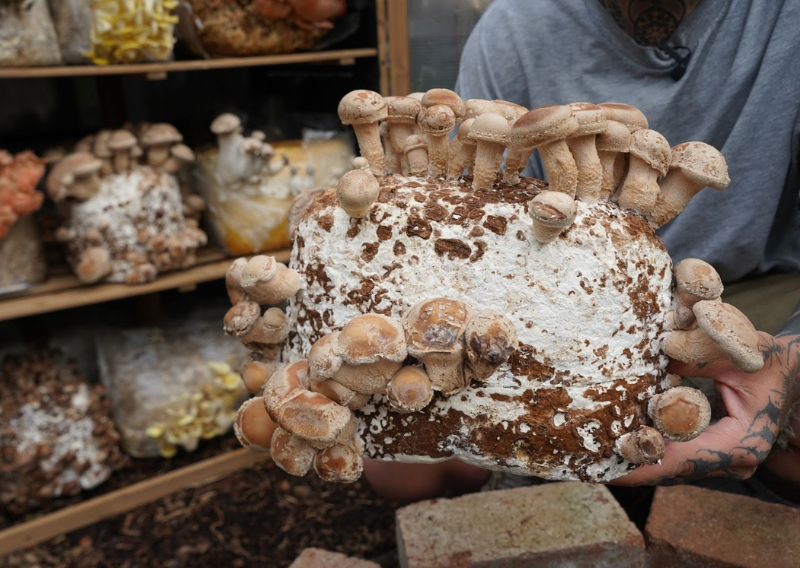 How To Recycle Used Mushroom Blocks At Home