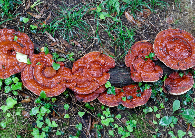 5 Easy Steps To Make Your Own Mushroom Extract At Home