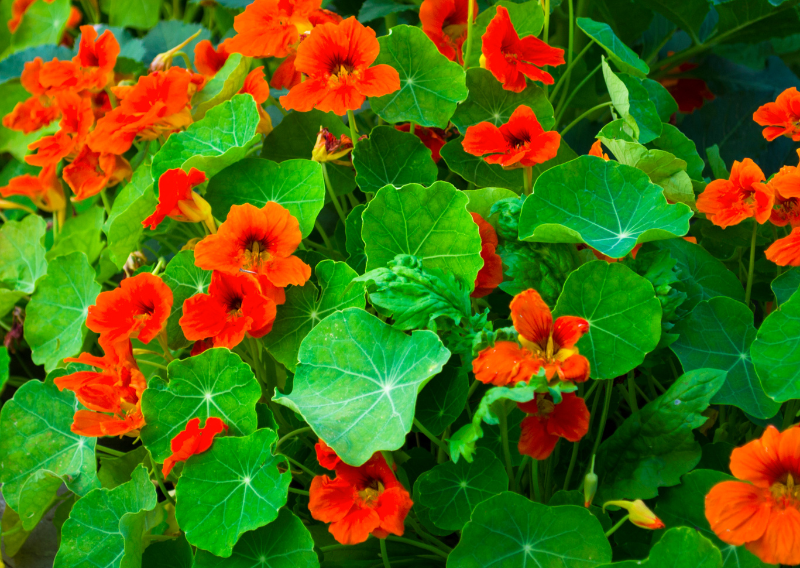 Edible Flowers & Pest Control: The Ultimate Guide to Nasturtiums