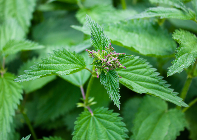 Easy And Delicious: How To Bake Nettle Plant-based Cake With Just A Few Easy Steps