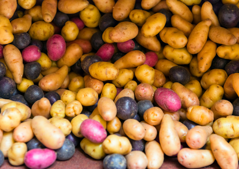 Simple Steps To Grow Your Potatoes In Container (Home And Beginner Friendly!)