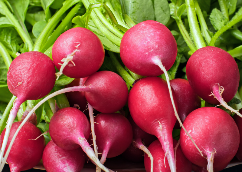Radish Growing Guide: From Seed to Harvest in No Time!