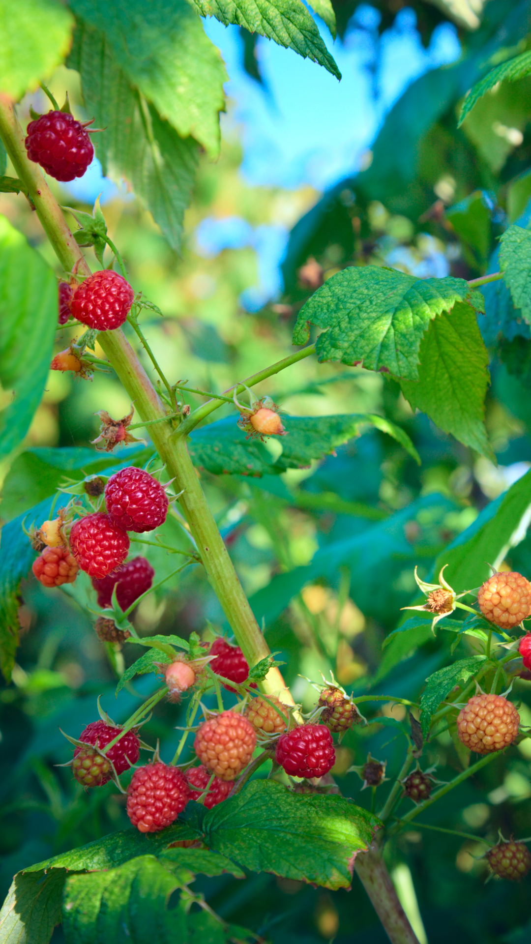 raspberries (1)