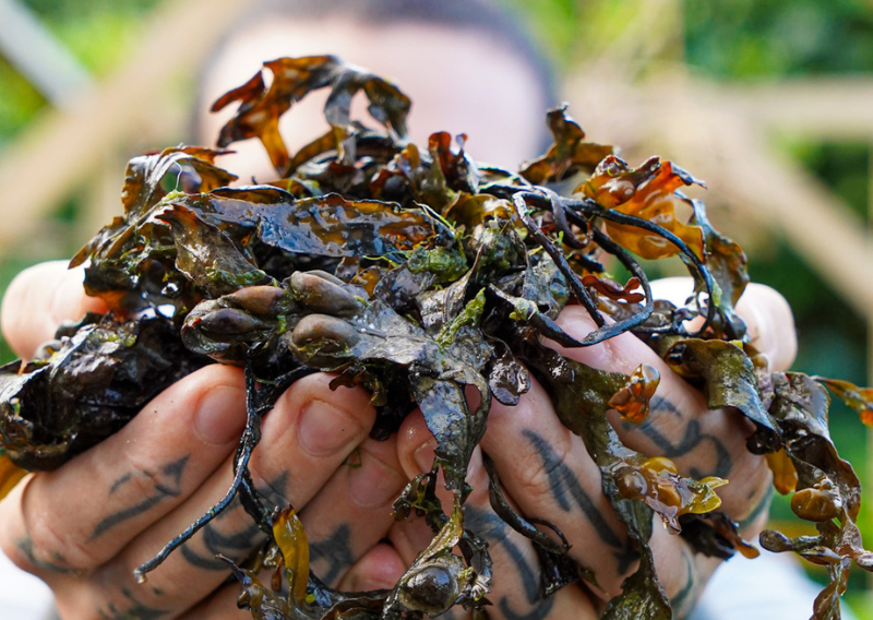 Supercharge Your Garden: The Miracle of Seaweed Fertilizer