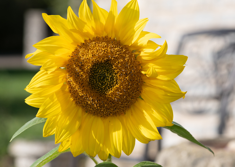 How To Make A Seed Butter Using Just 3 Ingredients At Home
