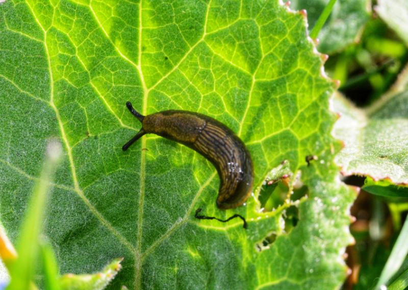 How To Repel Slugs and Snails: A Gentle Approach to Protecting Your Garden