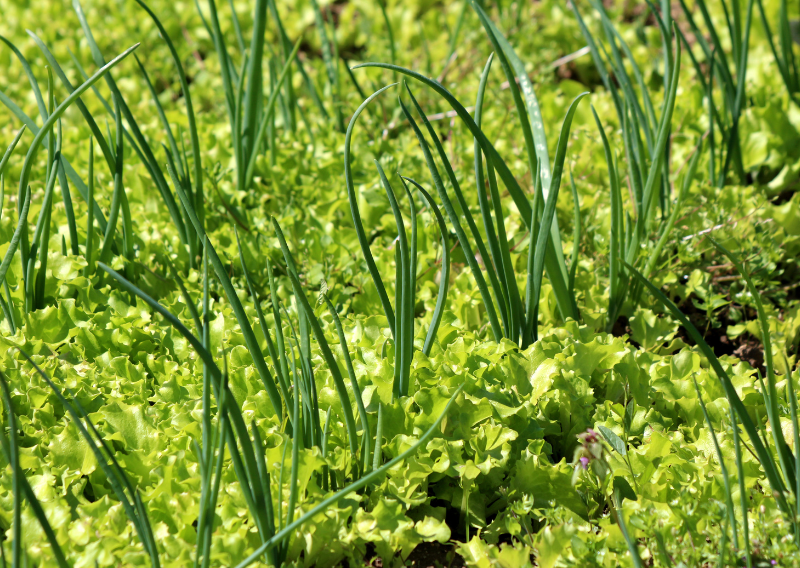How To Maximize Your Space Using the Square Foot Gardening Technique With 5 Easy Steps