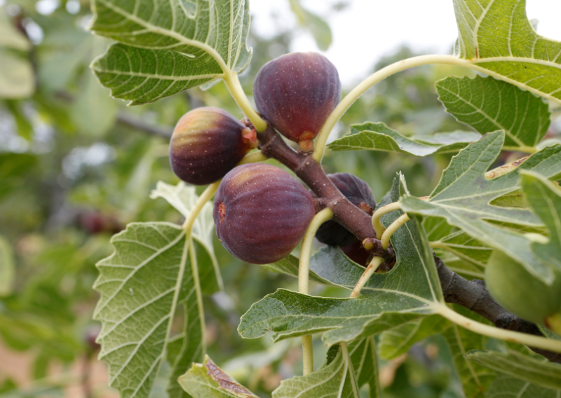 Free Food in the City! A Beginner’s Guide to Urban Foraging + Top 5 Finds