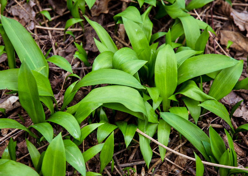 Level Up Your Cooking: How to Find & Use Wild Garlic