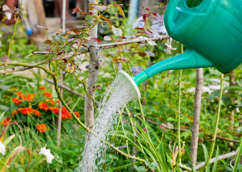 DIY Watering Systems: Sustainable Solutions for Your Garden (Simple and Easy!)