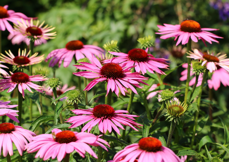 3 Flowers To Grow And How To Make Them DIY Flower Medicine