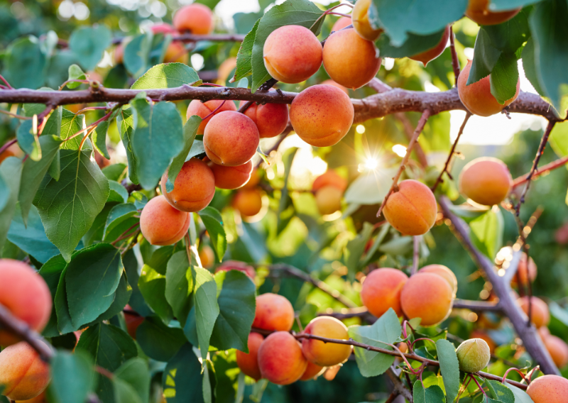 How To Make Homemade Healthy Magnums: A Garden-Fresh Summer Treat