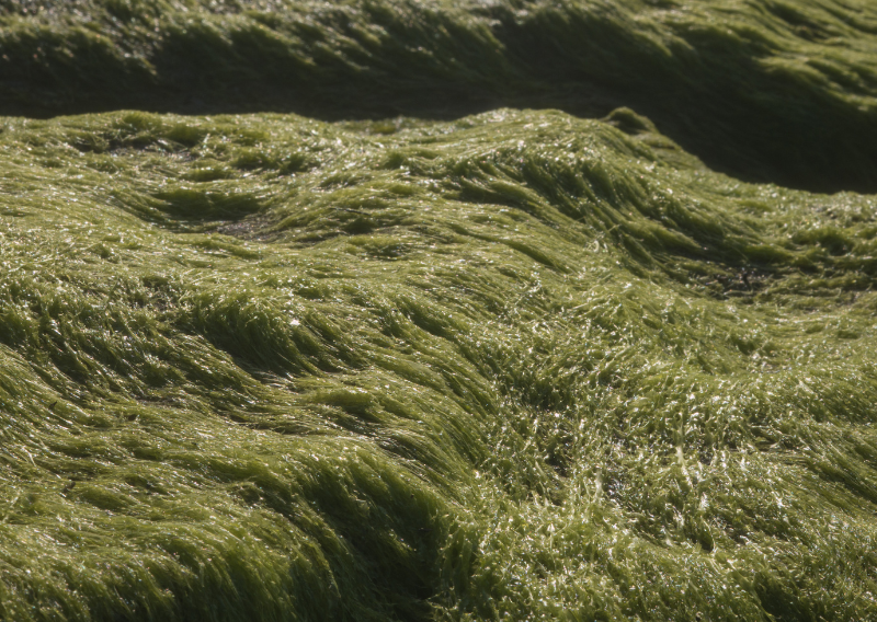 How To DIY Natural Gummies for Digestive Health (Fun and Easy!)