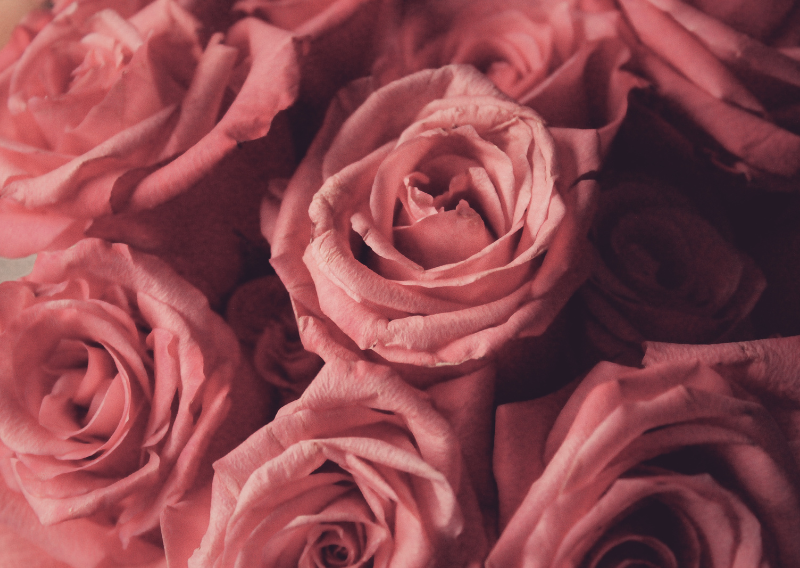 DIY Rose Water Recipe: Quick 20-Minute Skincare Boost for Radiance