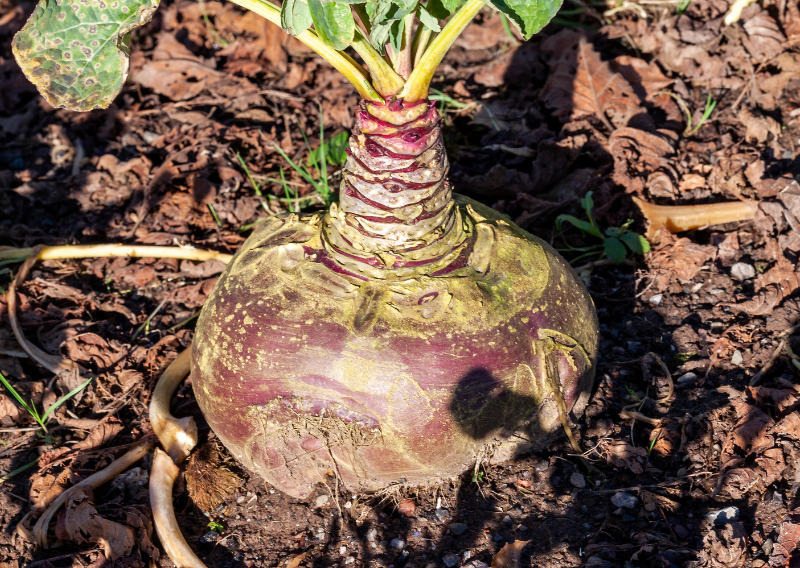 DIY Swede Crunchy Rolls: Easy and Delicious Plant-Based Recipe